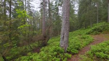 Yağmur sırasında dağlık yaban mersinli orman