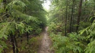 Yağmur sırasında dağ yamacındaki firavun ormanı