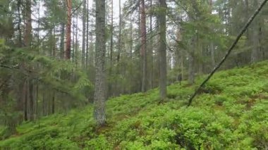 Yağmur sırasında dağlık yaban mersinli orman