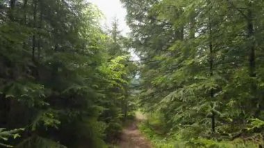 Yağmur sırasında orman yamaçlarında dağ yamacında.