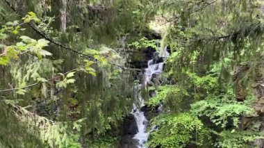 Nehirdeki küçük yüksek şelale ormandaki nehre akıyor.