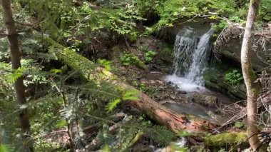 Ormandaki uçurumdan düşen küçük bir şelale.