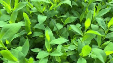 Bulutlu bir sabahta çayırdaki düğüm, yakın plan alt görünüm