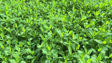 Bulutlu bir sabahta çayırdaki düğüm, yakın plan alt görünüm