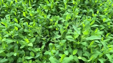 Bulutlu bir sabahta çayırda düğümlenmiş çimenler, üst görünüm yakın plan