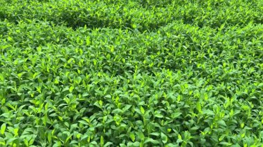 Yazın bulutlu sabahında çimenlerle kaplanmış çayır.