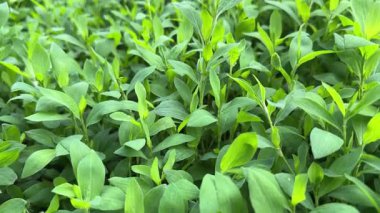 Bulutlu bir sabahta çayırdaki düğüm, yakın plan alt görünüm