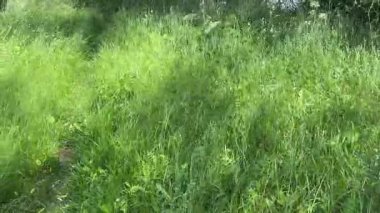 Çimenler yeşil kulaklarla güneşli rüzgarlı havada, üst manzara