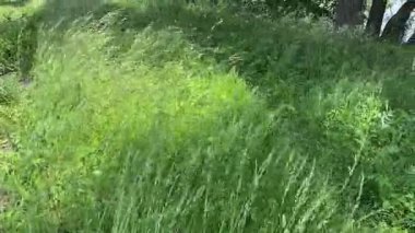 Çimenler yeşil kulaklarla güneşli rüzgarlı havada, üst manzara