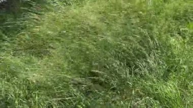 Güneşli ve rüzgarlı havada yeşil kulaklı çimenler. Yakın plan.