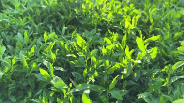 Güneşli bir sabahta çimenlikteki düğüm. Arka ışıklandırma, alt manzara.