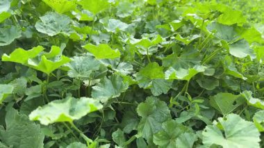 Cüce mallow yaprakları ve gövdeleri, alt görünüm