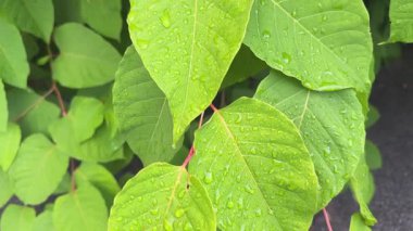 Reynoutria japonica kökü ve yağmur suyu damlasıyla kaplı yapraklar.
