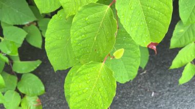 Reynoutria japonica dalında yağmur suyu damlalarıyla kaplı yapraklar