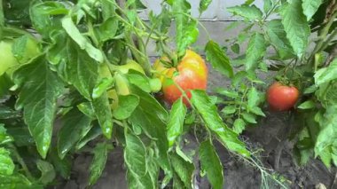 Yağmur sırasında çiğ taneleriyle kaplı, olgunlaşmamış pembe domatesler.