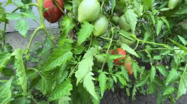 Yağmur sırasında çiğ taneleriyle kaplı, olgunlaşmamış pembe domatesler.