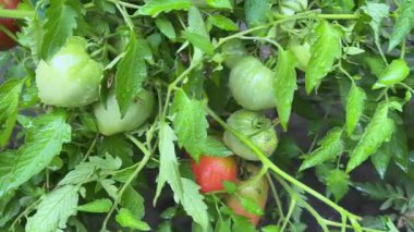 Yağmur sırasında çiğ taneleriyle kaplı, olgunlaşmamış pembe domatesler.