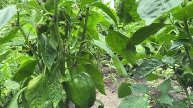 Tarlada yeşil meyveli dolmalık biber çalıları