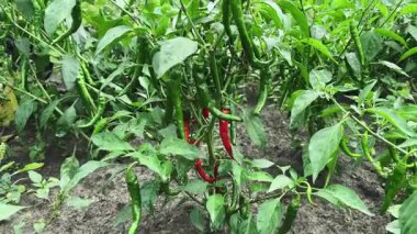 Kırmızı ve yeşil biber bitkileri sahada, alt manzara