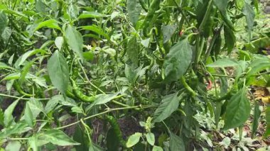 Yağmur sırasında yeşil biber bitkileri, alt manzara