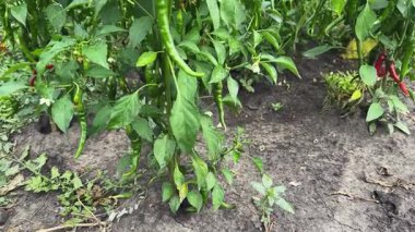 Kırmızı ve yeşil biber bitkileri sahada, alt manzara