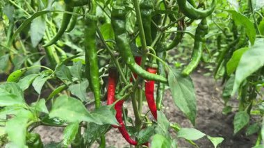 Sahada kırmızı ve yeşil biber kabukları