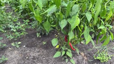 Kırmızı ve yeşil biber bitkileri sahada, alt manzara