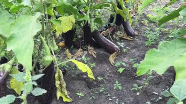 Sapları üzerinde dikdörtgen mor patlıcanlar, alt görünüm