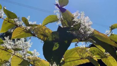 Güneşli bir günde gökyüzüne karşı çiçek açan Reynoutria japonica şubesi