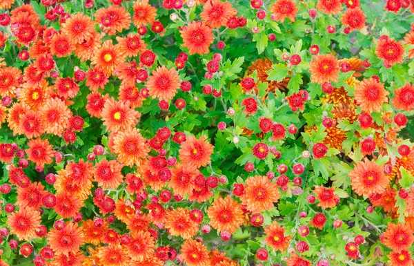 Red and orange blossoming chrysanthemums — Stock Photo, Image