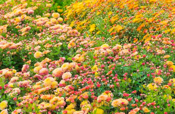 Красные и желтые цветущие хризантемы — стоковое фото