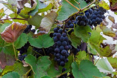 Teknik çeşitliliğin olgunlaşmış mavi üzümleri, aynı zamanda üzüm sapları arasında şarap üzümü olarak da bilinir ve sonbahar bulutlu bir günde üzüm bağındaki üzüm yaprakları.