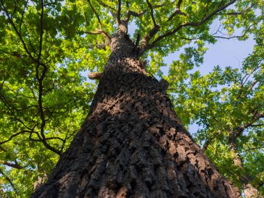 Gökyüzüne karşı eski meşenin gövdesi ve üst dalları seçici bir odak noktasında gövde boyunca tepeden tırnağa görüntüler.