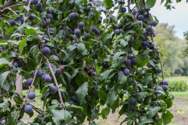Bulutlu yağmurlu bir günde meyve bahçesinde olgun eriklerle sallanan erik dalları.