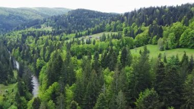 Nehir ve ağaçlık yamaçlı dağ vadisi, hava manzaralı.