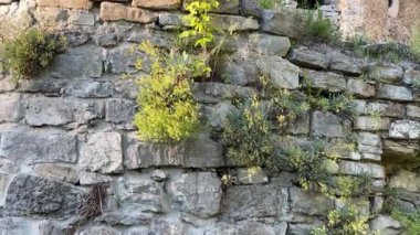 Ortaçağ savunma duvarı çimen ve küçük ağaçlarla kaplı.