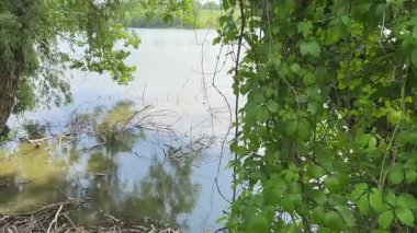 Yazın farklı ağaçlarla kaplanmış göl kıyısında.