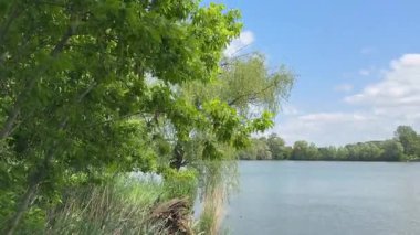 Farklı ağaçlar ve bastonlarla kaplanmış göl kıyısı