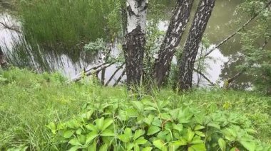 Yaz günü sarp kıyıları olan aşırı gelişmiş orman gölü.