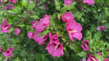 Bulutlu bir günde pembe çiçeklerle çiçek açan Hibiscus Syriacus