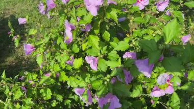 Güneşli bir günde pembe çiçeklerle çiçek açan Hibiscus Syriacus