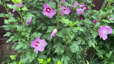 Yağmurlu bir günde pembe çiçeklerle çiçek açan Hibiscus Syriacus