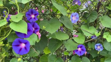 Bulutlu bir günde mavi-mor çiçekli Ipomoea