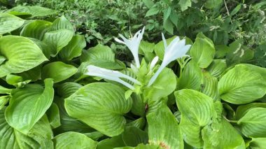 Çiçek açan beyaz çiçeklerle süslü bir ev.