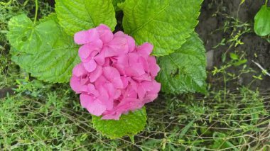 Pembe büyük yapraklı ortanca çalısı, üst manzara.
