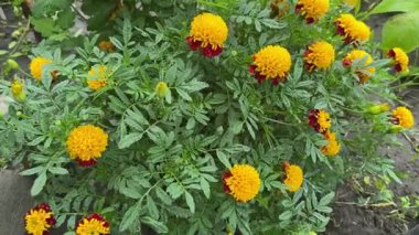 Kırmızı ve sarı çiçekli Fransız kadife çiçeği çiğ tanesiyle kaplı.