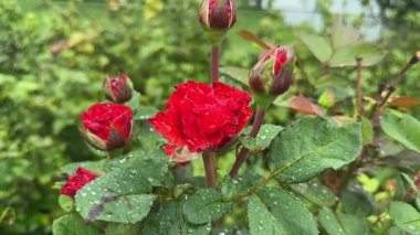 Çiylerle kaplı kırmızı çiçekli bahçe gülü.