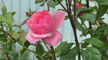 Dal üzerinde çiğ tanesiyle kaplı pembe gül çiçeği.