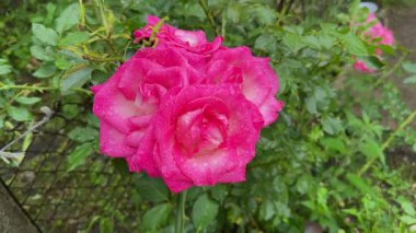 Dal üzerinde çiğ taneleriyle kaplı pembe gül çiçekleri.