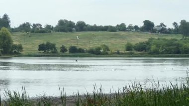 Yaz yağmurlu günlerinde farklı su kuşları olan gölet.
